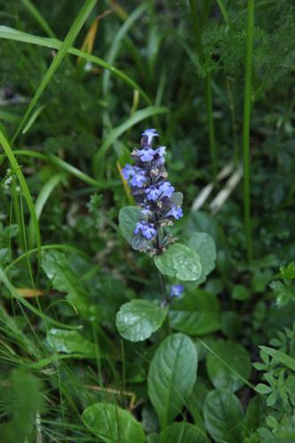 Ajuga reptans © DESCHEEMACKER A.