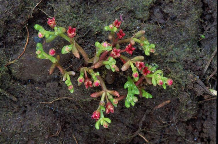 Crassula vaillantii © OLIVIER L.