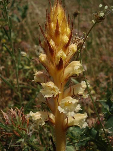 Orobanche amethystea © NICOLAS S.