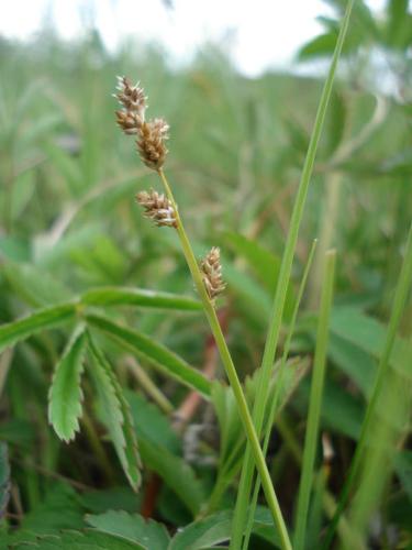 Carex curta © NICOLAS S.