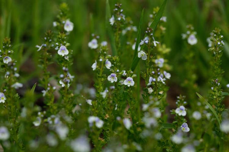 Veronica serpyllifolia © DESCHEEMACKER A.