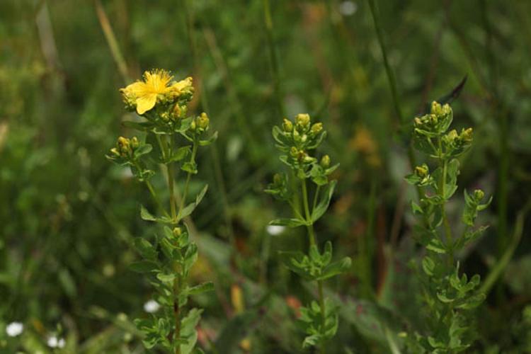 Hypericum maculatum © DESCHEEMACKER A.