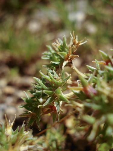 Scleranthus uncinatus Saint Martial 07 (1) © NICOLAS S.