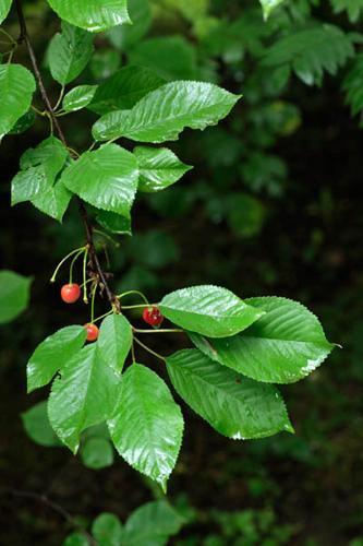 Prunus avium © DESCHEEMACKER A.