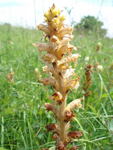 Orobanche alsatica © NICOLAS S.