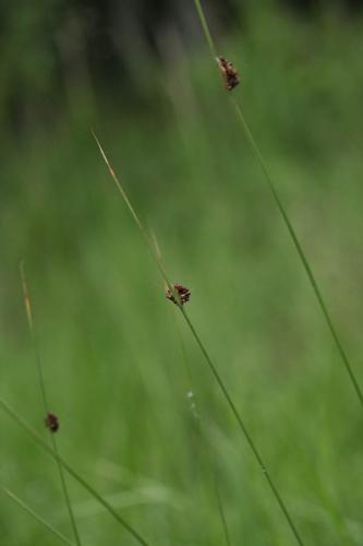 Juncus conglomeratus © DESCHEEMACKER A.