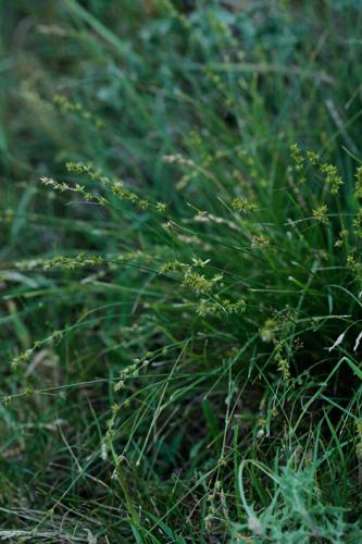 Carex divulsa © DESCHEEMACKER A.