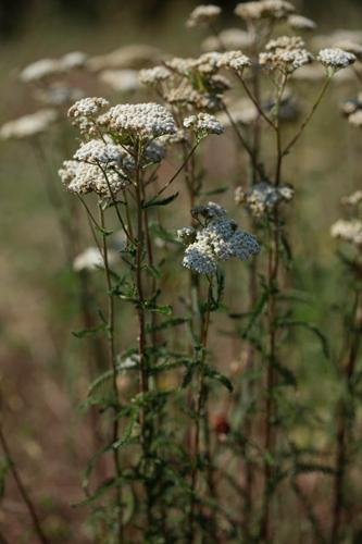 Achillea crithmifolia © DESCHEEMACKER A.