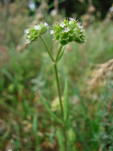 Valerianella coronata Bourg Saint Andéol 07 (2) © NICOLAS S.