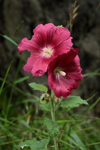 Alcea rosea © DESCHEEMACKER A.