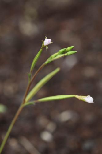 Epilobium brachycarpum © DESCHEEMACKER A.