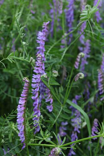 Vicia tenuifolia © DESCHEEMACKER A.