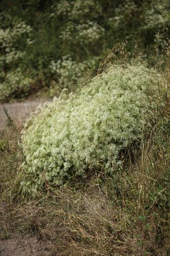 Falcaria vulgaris © DESCHEEMACKER A.