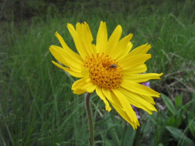 Arnica montana © CHABROL L.