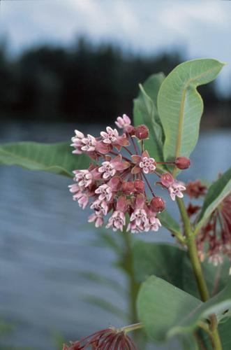 Asclepias syriaca © GRAVELAT B.