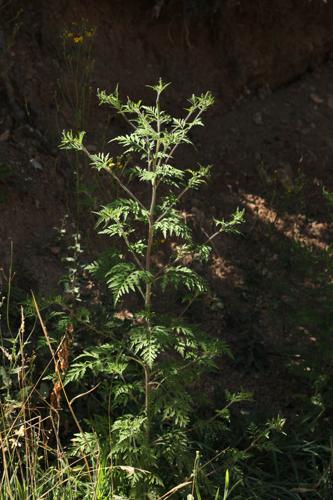 Ambrosia artemisiifolia © DESCHEEMACKER A.