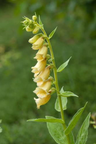 Digitalis grandiflora © PERERA S.