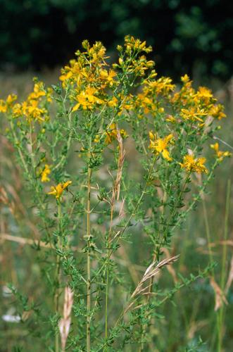 Hypericum perforatum © OLIVIER L.