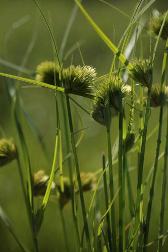 Carex bohemica © NAWROT O.