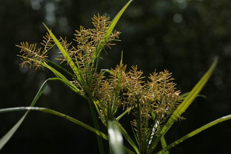 Cyperus esculentus © NAWROT O.