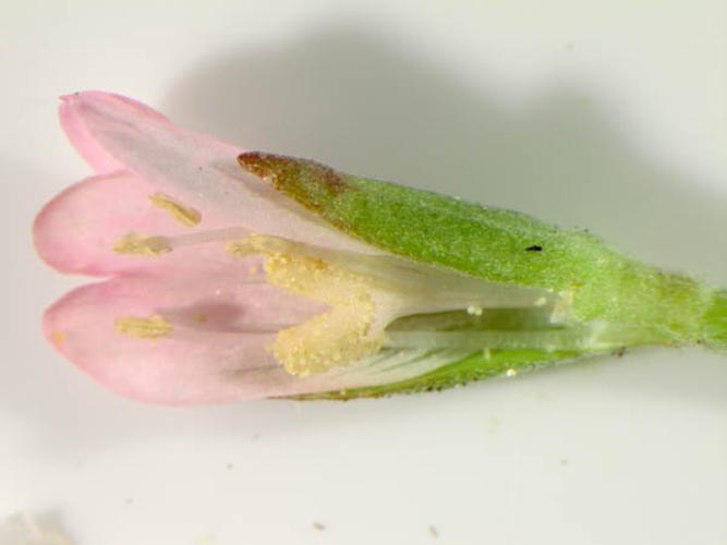 Epilobium lanceolatum © DESCHEEMACKER A.