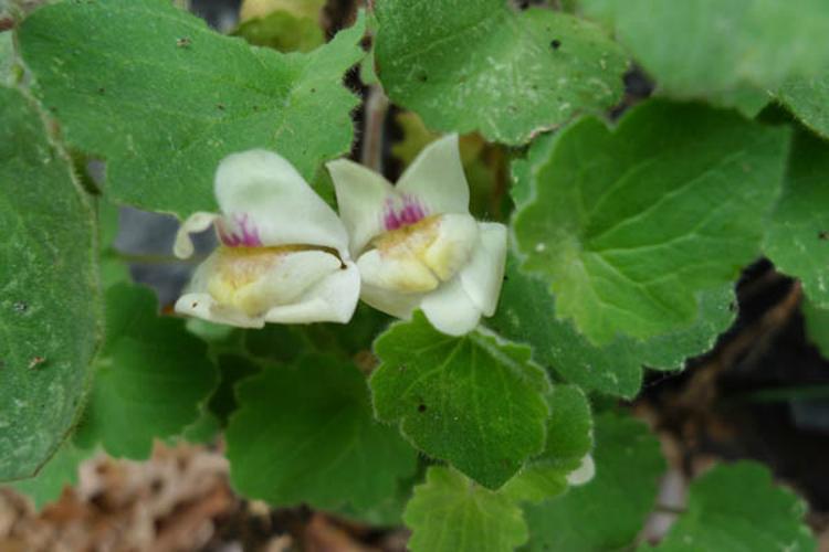 Asarina procumbens © MOREL A.