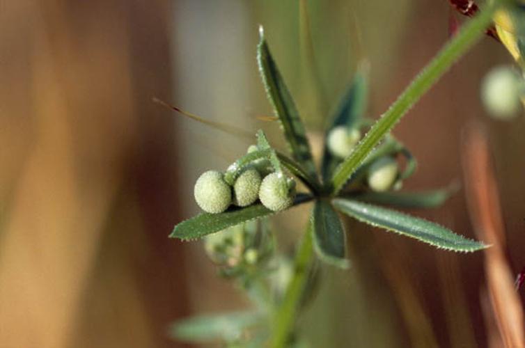 Galium tricornutum © GRAVELAT B.