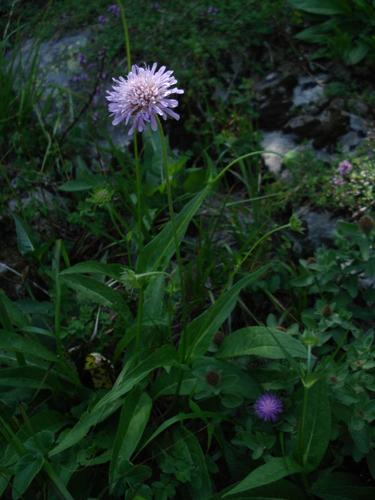 Knautia basaltica © NICOLAS S.