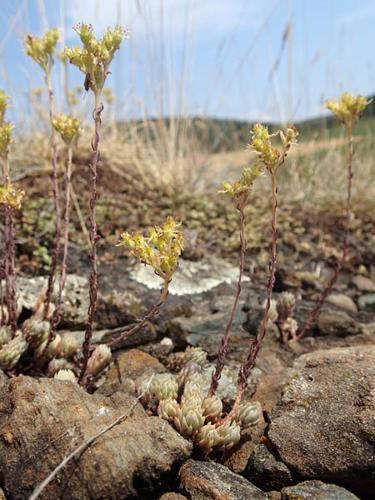 Sedum anopetalum (2) © NICOLAS S.