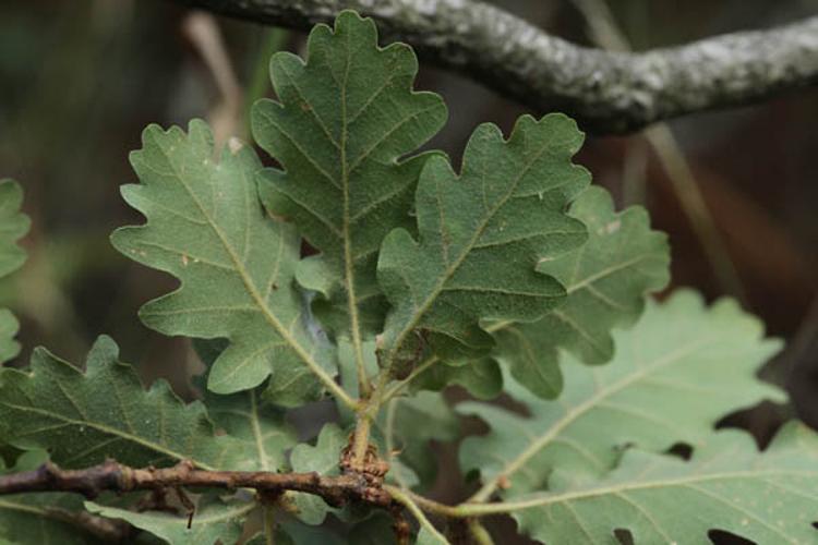 Quercus pubescens © DESCHEEMACKER A.