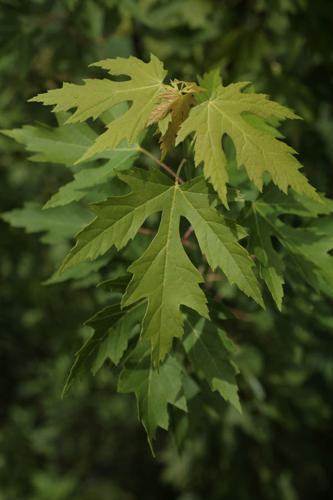 Acer saccharinum © NAWROT O.