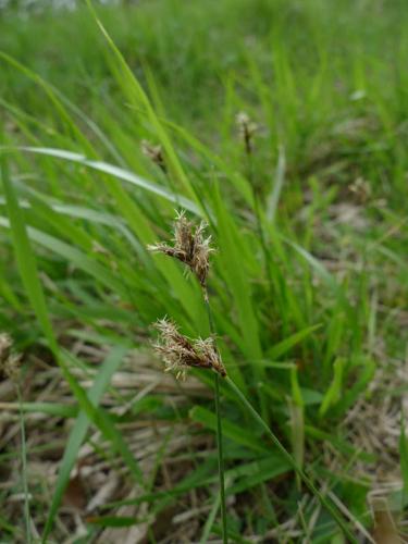 Carex praecox © MOREL A.