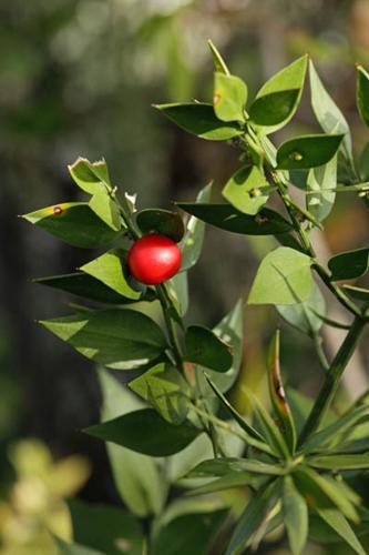 Ruscus aculeatus © DESCHEEMACKER A.