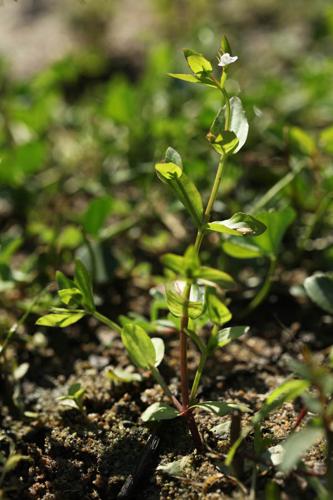 Lindernia dubia © DESCHEEMACKER A.