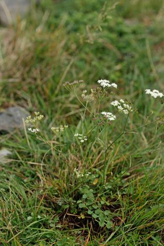 Pimpinella saxifraga © DESCHEEMACKER A.