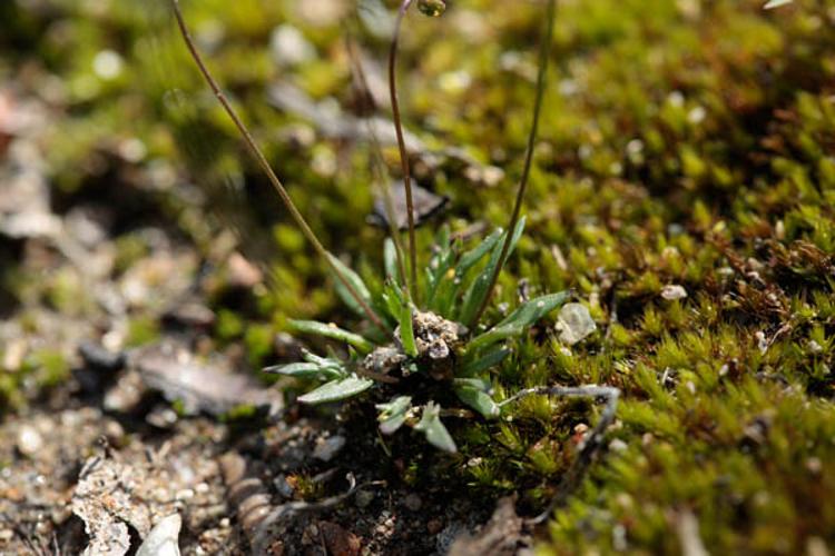 Teesdalia coronopifolia © DESCHEEMACKER A.