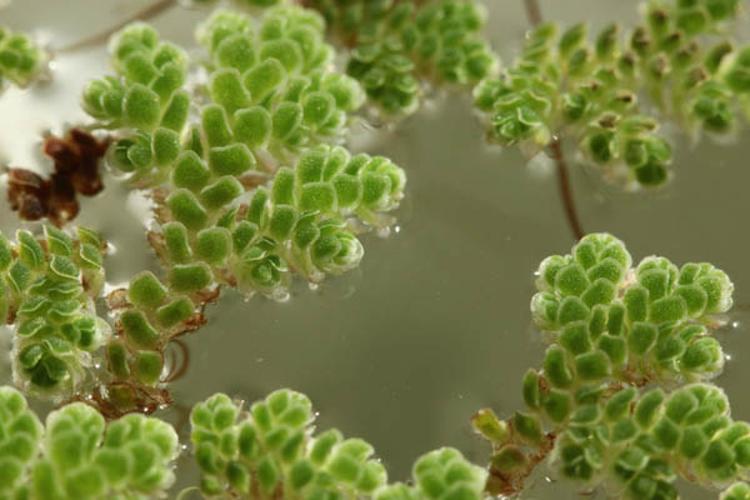 Azolla filiculoides © DESCHEEMACKER A.