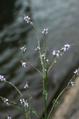 Verbena officinalis © DESCHEEMACKER A.