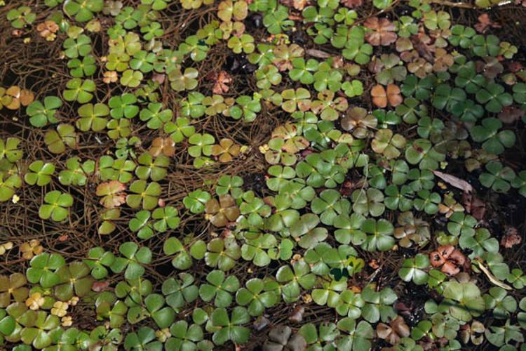 Marsilea quadrifolia © DESCHEEMACKER A.