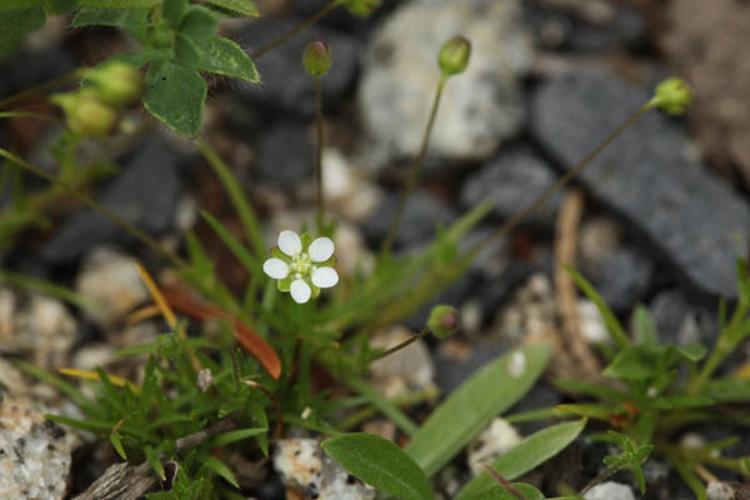 Sagina subulata © DESCHEEMACKER A.