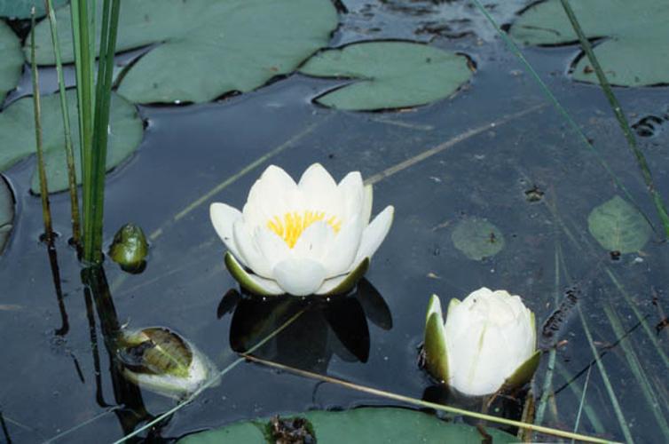 Nymphaea alba © GRAVELAT B.