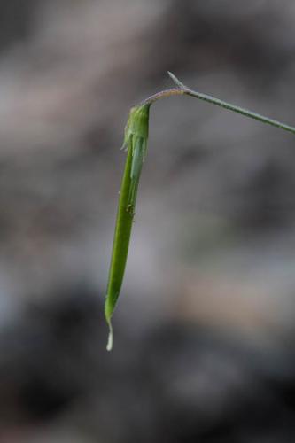 Lathyrus nissolia © DESCHEEMACKER A.