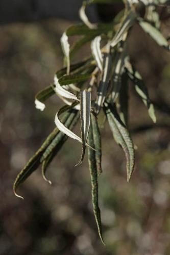Salix viminalis © DESCHEEMACKER A.