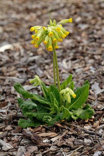 Primula veris © DESCHEEMACKER A.