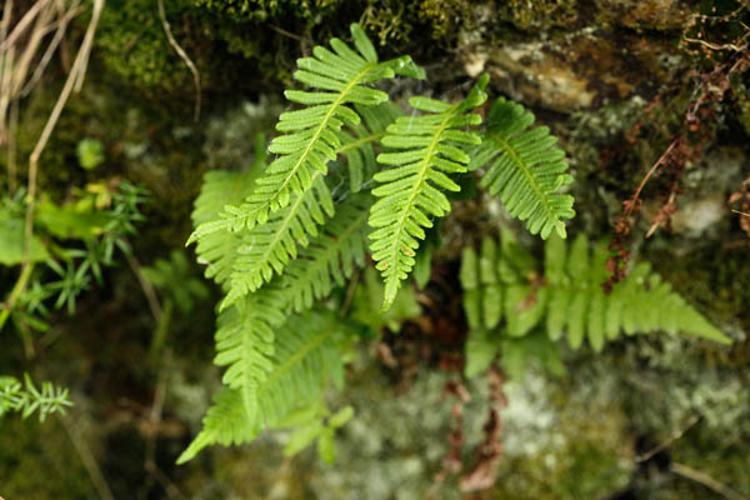 Polypodium vulgare © DESCHEEMACKER A.