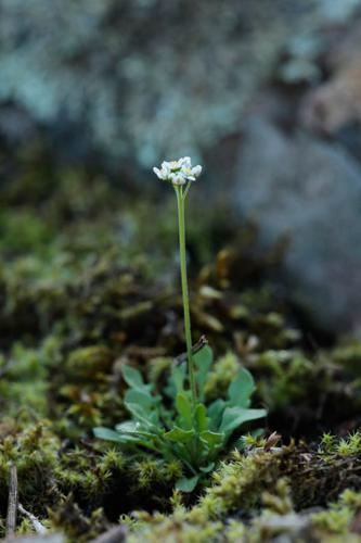 Teesdalia nudicaulis © DESCHEEMACKER A.