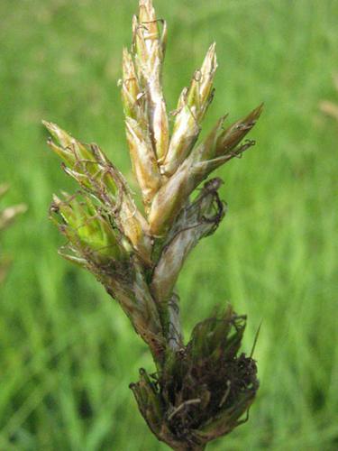 Carex brizoides © CHABROL L.