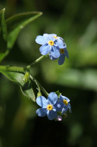 Myosotis lamottiana © DESCHEEMACKER A.