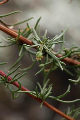 Artemisia campestris © DESCHEEMACKER A.