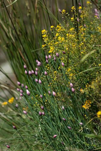 Allium schoenoprasum © DESCHEEMACKER A.